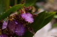 /album/l%27orchidee%3a-fleurs-des-songes-aux-contours-r%c3%aaveurs/de-lorchidee-mars-2013-116-jpg/